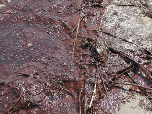 Emulsified oil located in an intertidal area on Grand Isle, La Credit:  NOAA's Office of Response and Restoration.