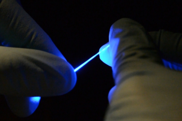 Researchers have developed a rubber-like fiber, shown here, that can flex and stretch while simultaneously delivering both optical impulses, for optoelectronic stimulation, and electrical connections, for stimulation and monitoring. Image credit: Chi (Alice) Lu and Seongjun Park