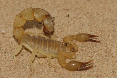 Body design protects the yellow fat-backed scorpion from erosive effects of sand.