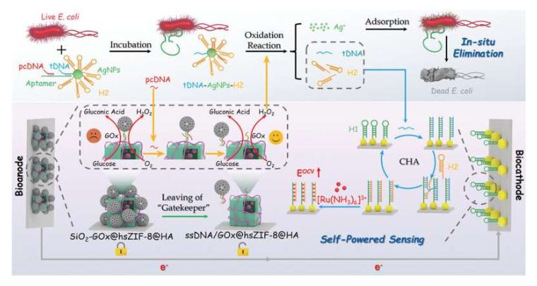 Illustration of EBFCs-based self-powered biosensor for detection and in situ elimination of E. coli based on hollow MOF nanoreactors combined with CHA amplification. Source: Advanced Functional Materials (2025). DOI: 10.1002/adfm.202420480