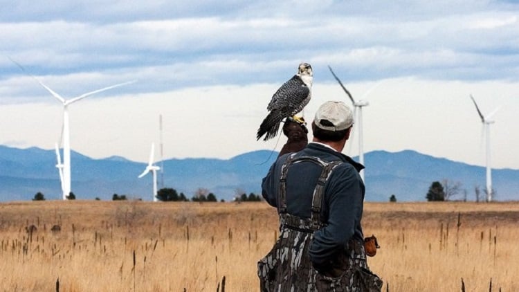 The environmental impacts of wind energy