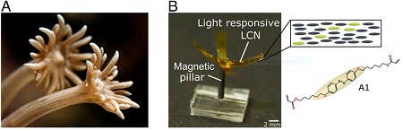 The marine polyp (A) inspired the design of the artificial polyp (B). Source: Marina Pilz da Cunha et al.