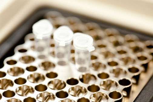 To ensure human safety, agricultural chemical formulations, such as pesticides, are tested on animals. Image credit: University of York
