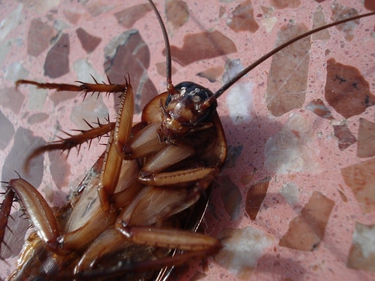 Cockroach Resize Md 