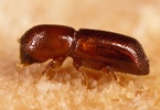 Redbay ambrosia beetles transmit a fungus that causes laurel wilt disease of avocado trees. Image credit: Stephen Ausmus.