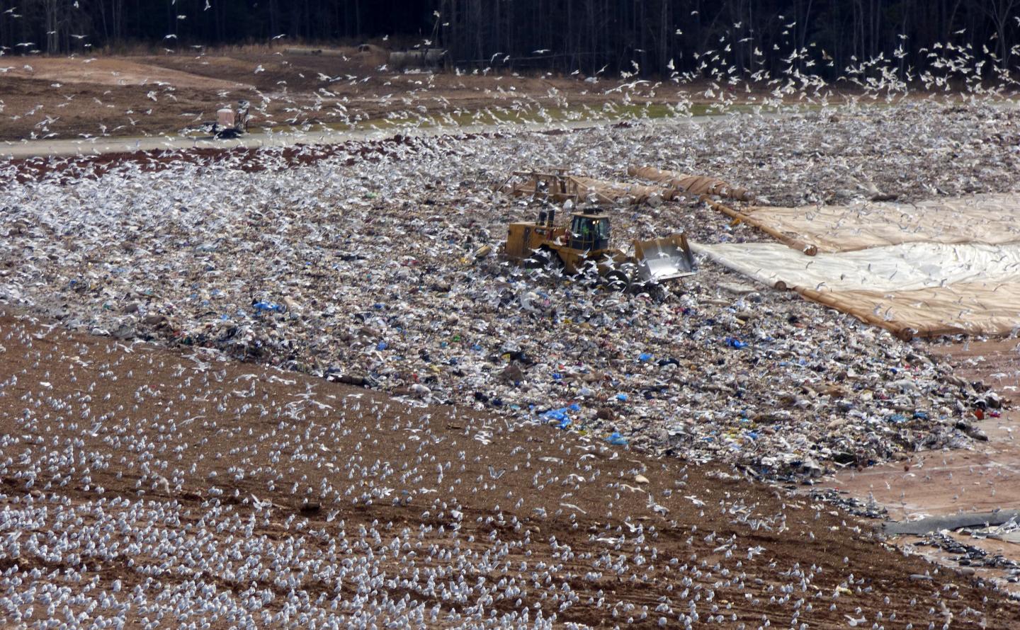 Seagull Droppings Impacting the Environment GlobalSpec