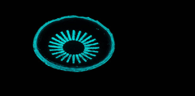 A Bright Idea: Preventing Blindness with Glowing Contact Lenses