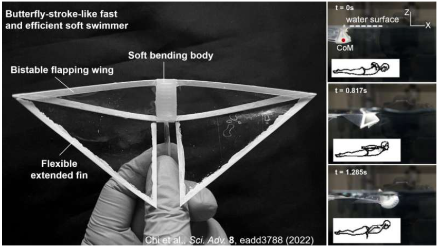 Inspired by the biomechanics of the manta ray, researchers at North Carolina State University have developed an energy-efficient soft robot that can swim more than four times faster than previous swimming soft robots. The robots are called “butterfly bots,” because their swimming motion resembles the way a person’s arms move when they are swimming the butterfly stroke. Source: Jie Yin, North Carolina State University