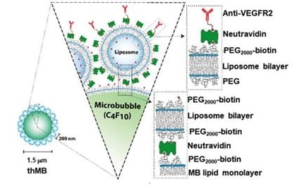 Schematic depiction of a therapeutic microbubble. Source: Nicola Ingram et al.