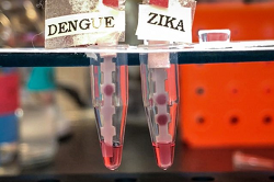 The test differentiates between the four serotypes of Dengue and Zika. (Source: MIT)