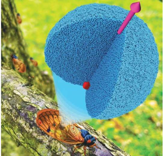 Water droplet lifts contaminant from cicada's wings. Source: Dr. Sreehari Perumanath