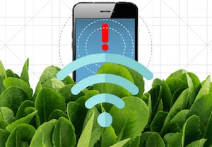 The researchers embedded sensors for nitroaromatic compounds into the leaves of the spinach plants. Image credit: Christine Daniloff/MIT.