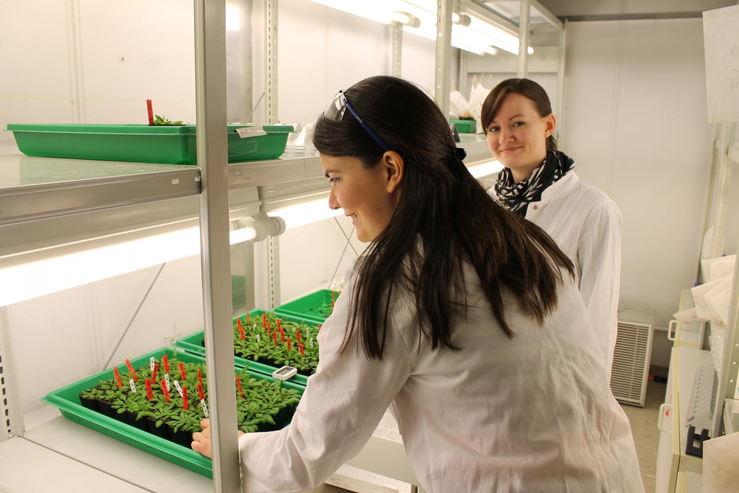 Doctoral researchers in Bayreuth Carolin Kerl M.Sc. (left) and Colleen Rafferty M.Sc. (right) are investigating the absorption of thioarsenates in the thale cress (Arabidopsis thaliana). Image credit: Christian Wissler