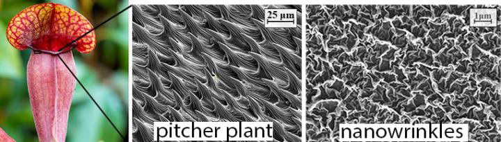 The nanowrinkled 'mouth' of the pitcher plant inspired the engineered nanomaterial. Source: Sydney Nano
