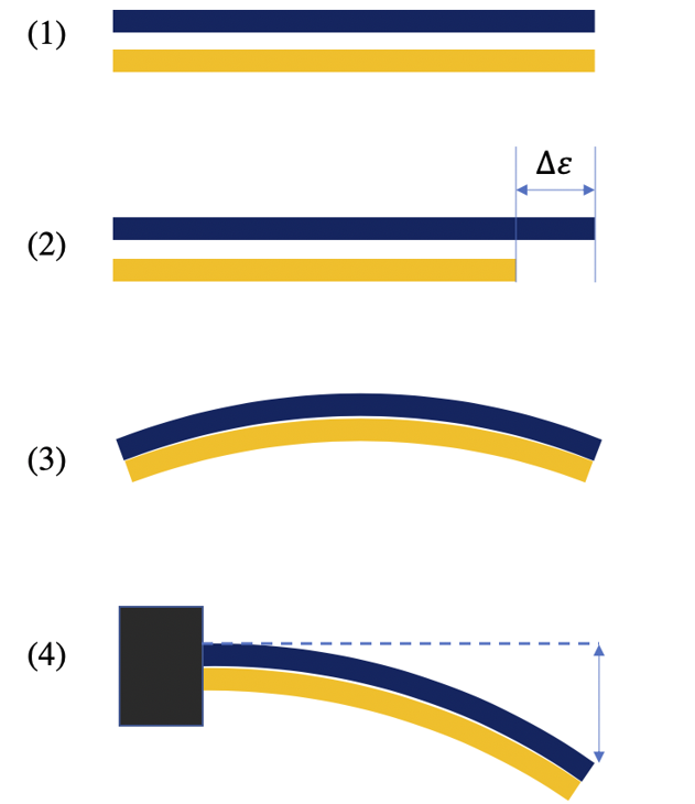 Figure 2: Bimetallic strip used in a thermostat control. Image 1 is two materials of the same length, 2 represents the difference in expansion between the metals. Images 3 and 4 demonstrate how the assembly will bend due to the difference in expansion. Source: Ltncanada/CC BY-SA 4.0