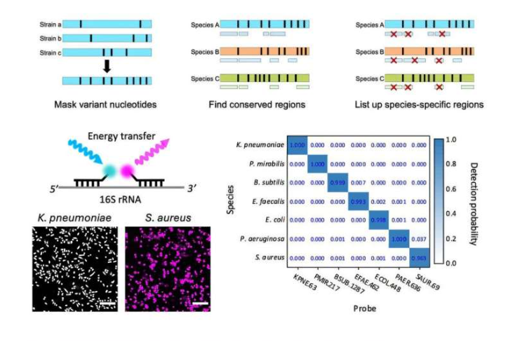 Schematic representation illustrating the findings of the study. Source: Biosensors and Bioelectronics. DOI: 10.1016/j.bios.2024.116950