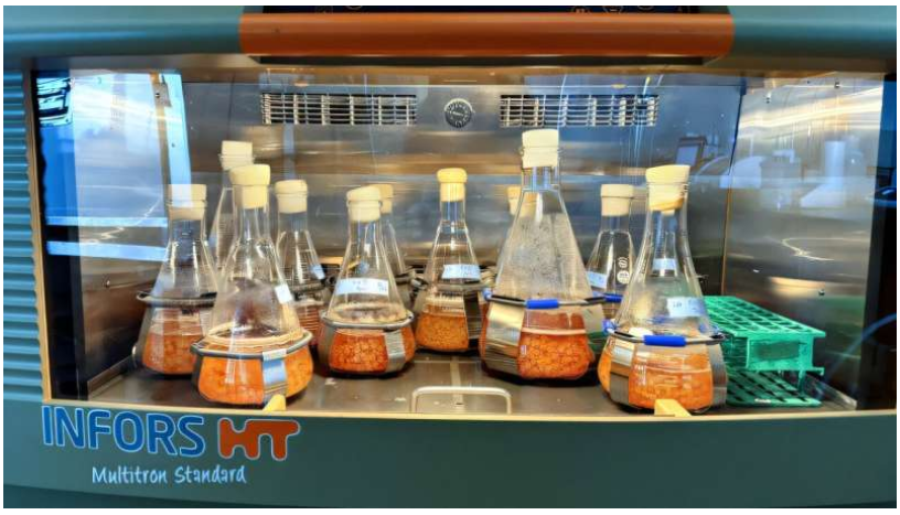 Various mixing regimes affected mycelium spore pellet formation, some producing larger, flocculent pellets and others compact, elliptical ones, both shown here in experimental flasks. Source: Cornell University