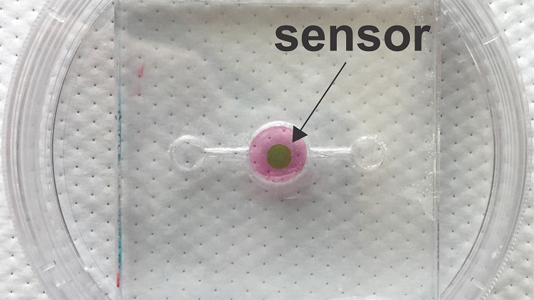 The biosensor tracks oxygen levels in real time in organ-on-a-chip systems. Source: Michael Daniele/ North Carolina State University, University of North Carolina, Chapel Hill 