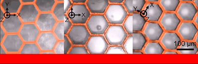 LCEs deform in response to heat, and the shape they take depends on the alignment of their internal crystalline elements. Source: Wyss Institute at Harvard University 