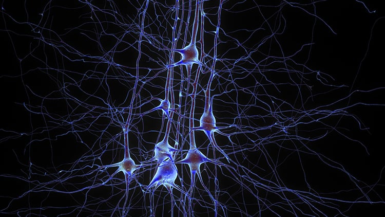 Revealing the brain’s mysteries, one neuron at a time