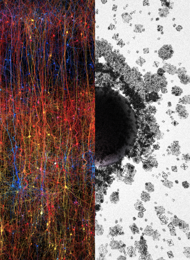 A digital replica of a portion of the neocortex (left). An artist’s attempt to illustrate the higher-dimensional cliques and cavities that form as neurons respond to stimuli (right). Source: Blue Brain Project