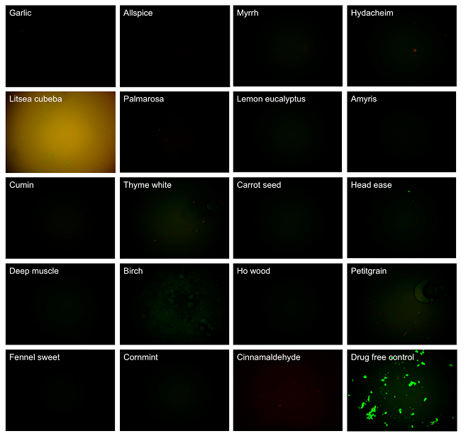 A 7-day old B. burgdorferi stationary phase culture was treated with 0.2% (v/v) essential oils for seven days followed by staining with SYBR Green I/PI viability assay and fluorescence microscopy. Source: Johns Hopkins University