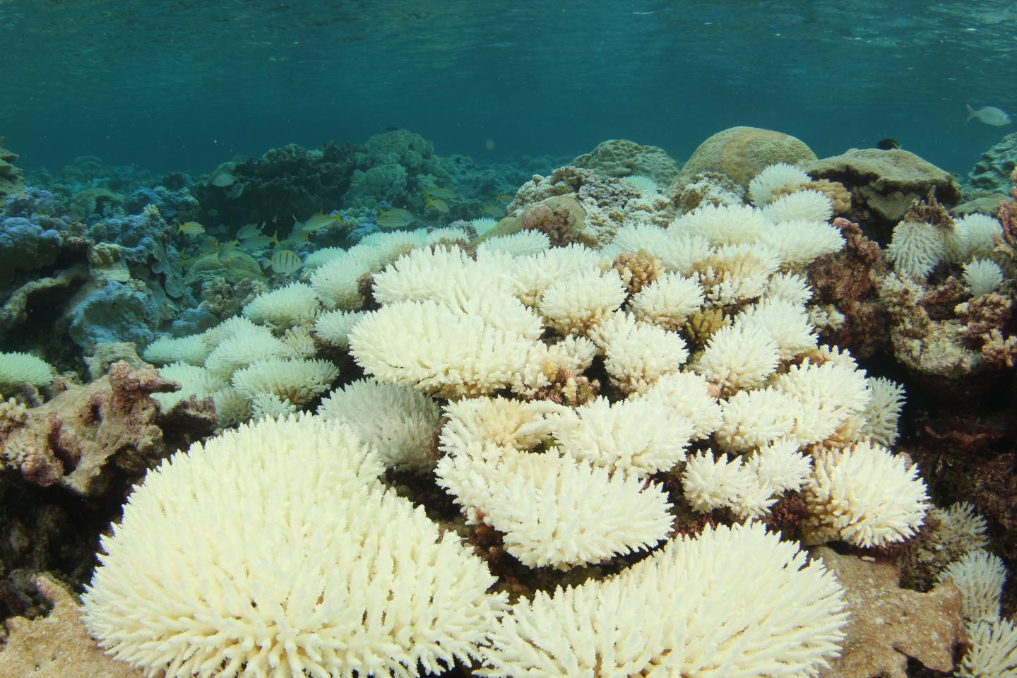 This is bleaching at Palmyra Atoll in 2015 (Source: Brian Zgliczynski)