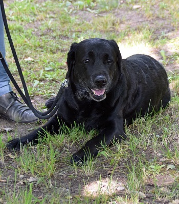 Frida the Labrador Retriever was trained to sniff out COVID-19. Source: Kerstin Thellmann, University of Veterinary Medicine Hannover