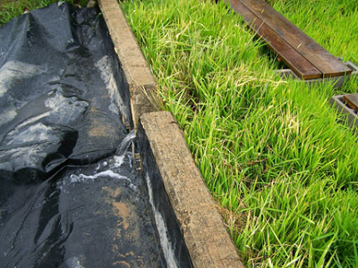 Runoff exiting an experimental system planted with rice is collected and stored in a catchment basin for further analysis. Source: Matt Moore, USDA