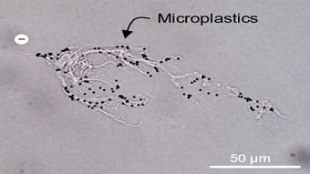 Self-dispersing microbeads arrest and return with microplastics
