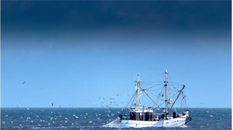 Unused fish parts contain untapped nutritional value