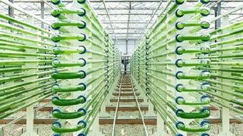 Aviation fuel to bloom from wastewater