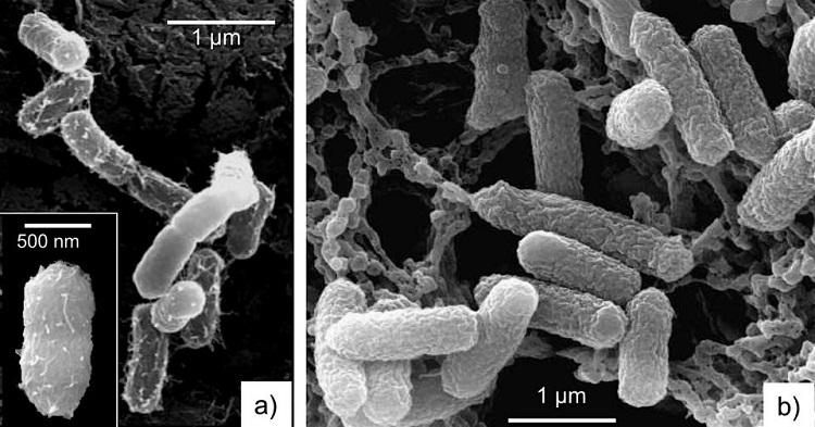 Scanning electron microscope images show (a) healthy E. coli bacteria, and (b) E. coli with damaged cell membranes after treatment with blue clay. Source: Lynda Williams/Arizona State University