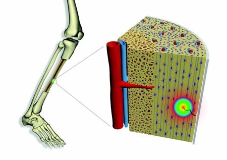 Flexoelectricity produced by bending is believed to trigger the healing of everyday microfractures. Image credit: UAB.