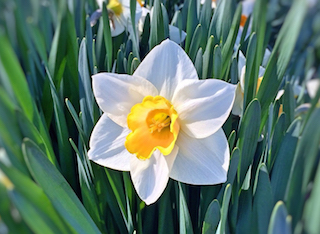 The geometry of the daffodil stem could inform the design of more stable antennae, lampposts and chimneys. Image credit: Pixabay.