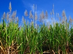 Use of sugarcane pulp to synthesize carbon quantum dots could offer a  revenue stream for farmers. Image credit: Pixabay
