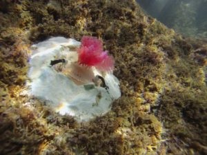 The reef is made of small plastic structures that mimic natural coralline algae. Image credit: University of Portsmouth
