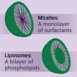 Liposomes and micelles. Image credit: buzzle.com
