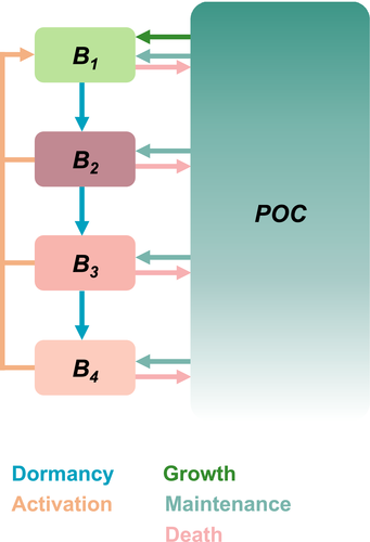 A conceptual model showing state variable components (boxes) and transfers among them (arrows). The state variables B1 to B4 refer to pools of biomass that are distinguished by their physiological state; POC refers to particulate organic carbon. The arrows are color-coded according to the processes that increase or decrease the amount of carbon in each reservoir. Source: University of Southern California