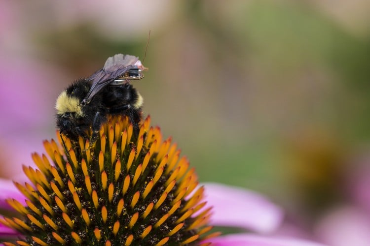 Researchers at the University of Washington have created a sensor package that is small enough to ride aboard a bumblebee. Source: Mark Stone/University of Washington