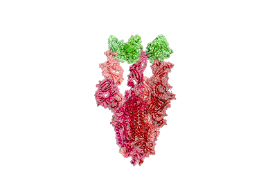 Structures of the closely related SARS-CoV spike protein bound by therapeutic antibodies may help rapidly design better therapies. The three monomers of the SARS-CoV spike protein are shown in different shades of red; the antibody is depicted in green. Source: Folding@home