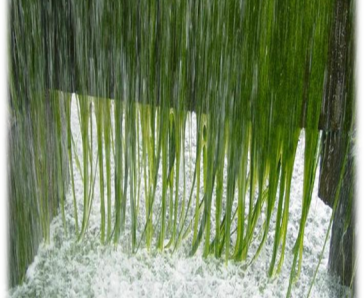 Extreme algae growth in a cooling tower.  Image source: Reference 1.