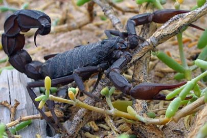 A scorpion. Credit: Ben M’sik Hassan II University