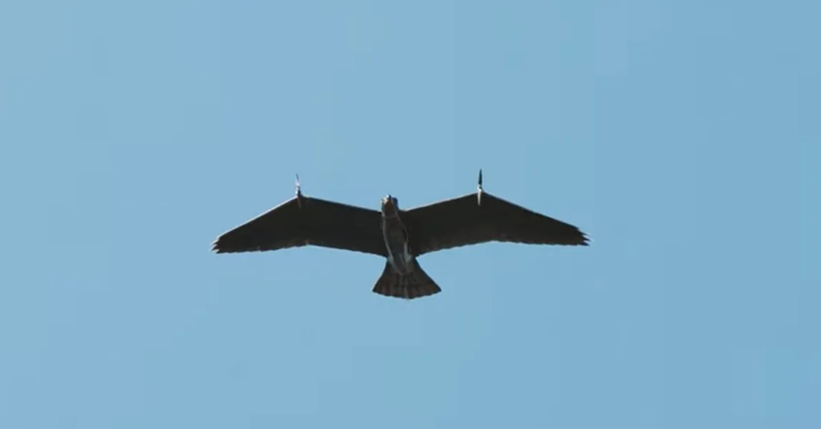 Source: Guard From Above
