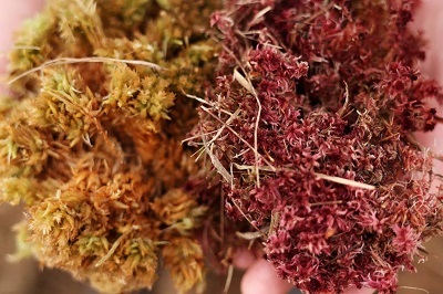 Sphagnum moss can be transformed into an absorbent material to clean up oil spills. Source: EPA-EFE