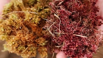 Sphagnum moss soaks up oil spills