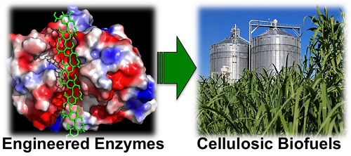 Enzymes that are genetically engineered to avoid sticking to the surfaces of biomass may lower costs in production of biofuels. Source: Rutgers University 