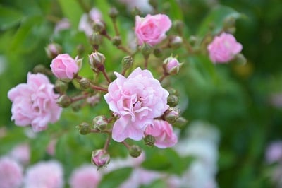 Figure 1: Roses, azaleas and lilacs are particularly susceptible to lasting damage from soda blasting dust.