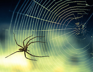 Droplets of glue in spider silk help reel in loose bits of thread to keep the web tight at all times. Image credit: Pixabay.
