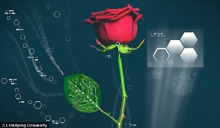 Organic electronics could allow for regulation of plant growth and development. Image credit: Link&ouml;ping University.